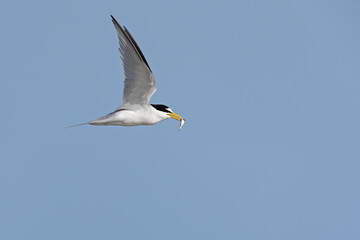 least tern (Sternula antillarum) in flight.