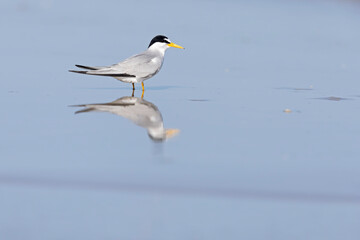 least tern (Sternula antillarum) perched on the beach.