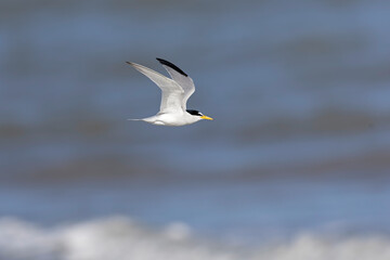 least tern (Sternula antillarum) in flight.