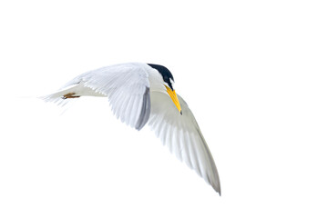 least tern (Sternula antillarum) in flight.