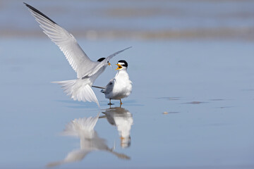 Fototapeta premium least tern (Sternula antillarum) beeing fed by partner.