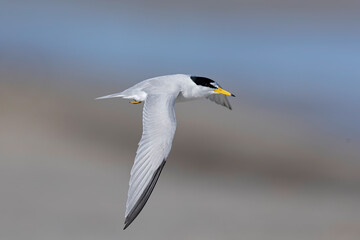 least tern (Sternula antillarum) in flight.