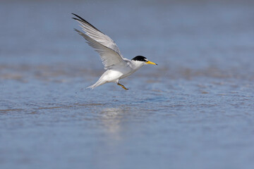 least tern (Sternula antillarum) taking off.