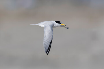 least tern (Sternula antillarum) in flight.