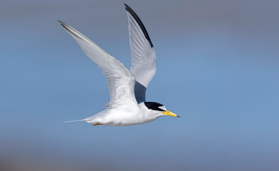 least tern (Sternula antillarum) in flight.