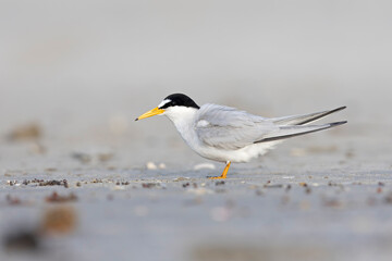 least tern (Sternula antillarum) perched on the beach.