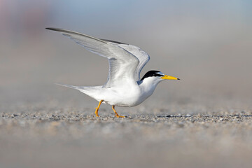 least tern (Sternula antillarum) in flight.