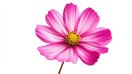 Obraz premium Pink Cosmos Flower on White Background: A Stunning Floral Close-Up