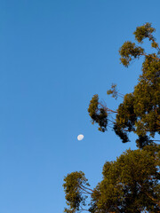 Moon with Gum trees, Sunshine Coast, Queensland, Australia