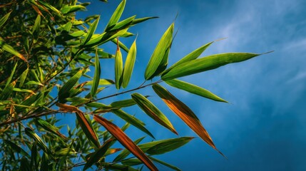 Obraz premium Bamboo Leaves Against a Bright Blue Sky Natural Beauty