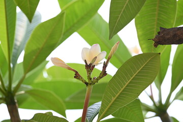 Plumeria rubra flower. It &nbsp;is a&nbsp;deciduous&nbsp;plant species belonging 
Its other names names&nbsp;frangipani, paucipan, frangipani, common frangipani, temple tree, calachuchi and simply&nbsp;plumeria.