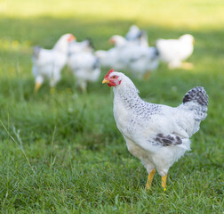 One young Delaware chicken standing guard
