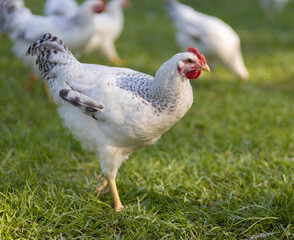 Young chickien that is on a field with others from the flock behind