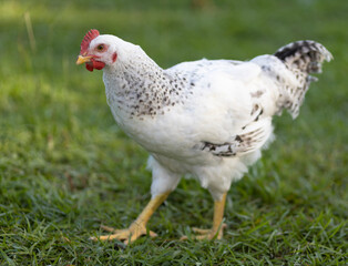 Chicken pullet with white and black feathers on a graasy field