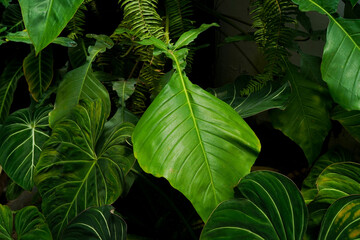 close-up of Philodendron joepii leaves, under natural soft light with Philodendron gloriosum in the...