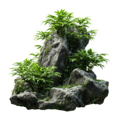 Rock Ornamental Plants Photo Stock PNG Transparent