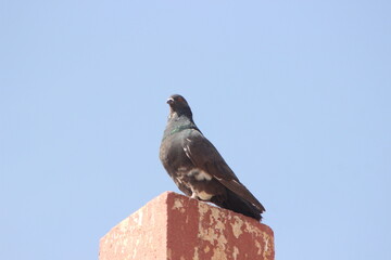 A close-up shot of a black dove or black pigeon