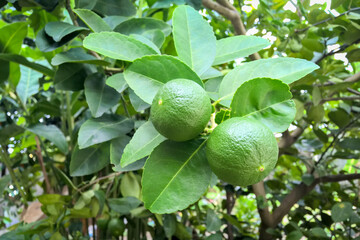 Two big lemons fresh on the tree