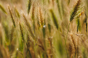 wheat field in summer