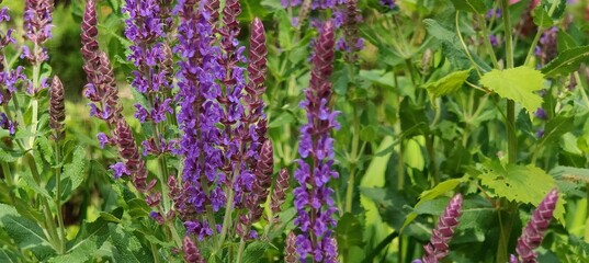 a vertical shot of beautiful flowers growing on a green field