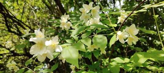 white flowers in the garden