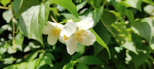 beautiful botanical shot, natural wallpaper