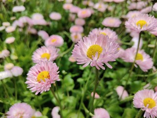 Obraz premium beautiful flowers in the garden