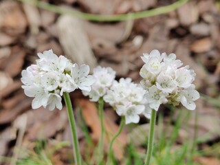 beautiful flowers in the garden