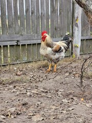 Hen and rooster near rustic wooden fence