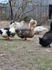 Group of domestic ducks on the farm