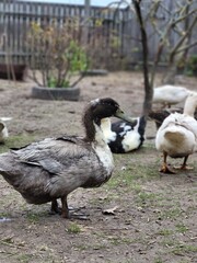 ark-feathered duck on village ground