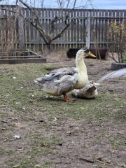 Duck and goose resting together on ground