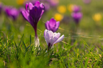 Field of flowering crocus vernus plants, group of bright colorful early spring flowers in bloom
