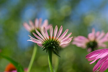 Echinacea purpurea purple white coneflowers flowering plants, group of ornamental medicinal hedgehogs flower in bloom