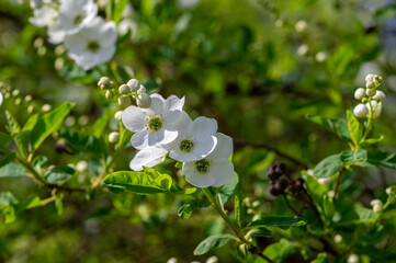 Exochorda racemosa Snow Mountain pearlbush white flowering shrub, ornamental plant in bloom