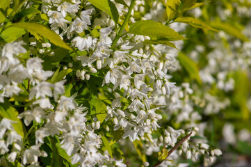 Deutzia gracilis duncan Chardonnay pearls bright white flowering shrub, beautiful ornamental flowers in bloom