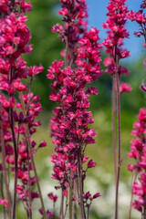 Heuchera sanguinea coral bell beautiful ornamental spring flowering plant, bright red flower in bloom