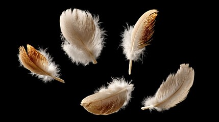 Obraz premium Close up of five feathers, one of which is brown and the others white. The feathers are suspended in the air, giving the impression of them floating