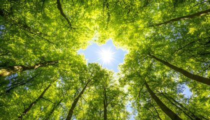 forest canopy with the sun and bright green leaves in the sunshine. Tall beech trees