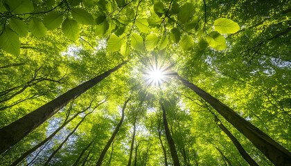 forest canopy with the sun and bright green leaves in the sunshine. Tall beech trees