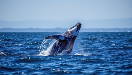 Fototapeta premium timeless whale photographed in a breaching pose in an open ocean, in a classic wildlife photography style, with deep blue tones, backlit light, high resolution