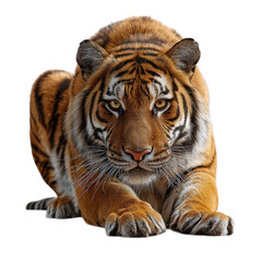 Fototapeta premium tiger crouching in stalking position, isolated on transparent background