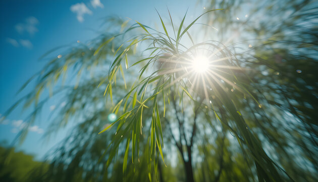 Attractive close up view of weeping willow on the wind with halo effect. Beautiful sunny nature scene with shallow dof. Slow motion full HD footage 1920x1080