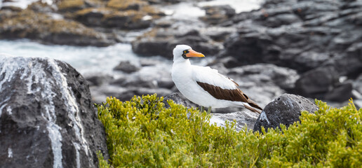 Galapagos Nazca Booby on Espanola Island