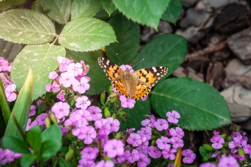 A vibrant painted lady butterfly rests on purple flowers in a sunny garden.