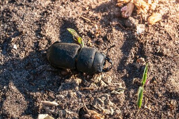 Detailed shot of a black beetle exploring sandy, earthy ground in sunlight.