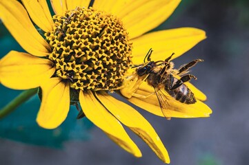 A crab spider ambushes a bee on a vibrant yellow flower, a moment of nature's drama.