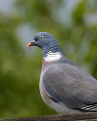 Ringeltaube