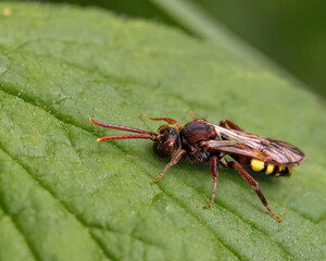 Wespenbiene