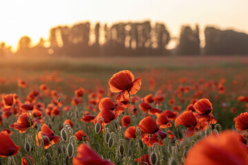 Breathtaking Poppy Field at Sunrise with Warm Golden Light and Vibrant Red Blooms